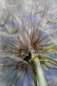 Birds Eye View Photography Easy Bug S Eye View By Elizabeth Hart Birds Eye View Photography Perspective Photography Framing Photography