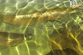 Mides coordina con intendencia de rio negro para llevar adelante el programa uruguay trabaja. Rio Negro E V Aqua Beek Mai 2013