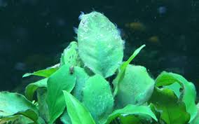 If any excess food remains in the tank, it'll quickly turn into waste, and the nitrate formation cycle begins. Black Beard Algae Prevent And Destroy Bba In Aquariums Aquariumnexus