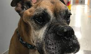 In order to confirm the exact cause of the mass and, if it is a tumour, to find out how malignant it is, a tissue sample must be collected. Quiz Brain Tumors In Dogs Cats Clinician S Brief