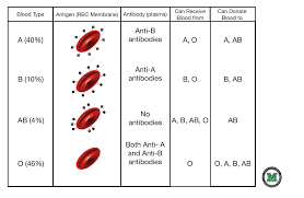 Blood Compatibility Chart Clipart Images Gallery For Free