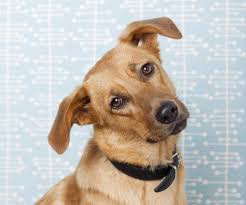 Some dogs will need to see the vet every few months or more. How To Treat Ear Infections In Dogs