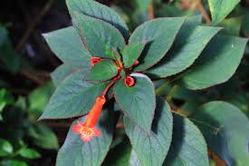 Image result for Rothia hirsuta