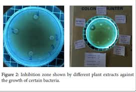 Image result for Mildbraedia carpinifolia