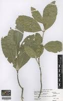 Image result for Cassipourea fanshawei