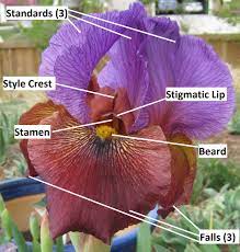 The process of planning an annual vegetable garden is, without doubt, one of the most exciting times of the year for growers. How To Cross Bearded Irises Plantxing