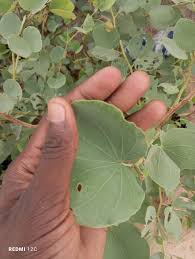 Image result for Piliostigma thonningii