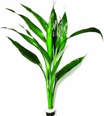 Image result for Dracaena sanderiana