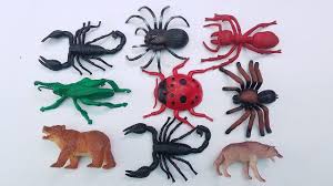 Here are the list of some of insects with pictures and names. Insects Animals For Kids Learn Name Animals For Children Learning Inse Animals For Kids Zoo Animals Names Animals Wild