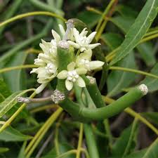 Image result for Cynanchum viminale