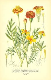 Flowers Drawings Inspiration Marigold Flower Drawing Mexican Marigold Tagetes Patula And Signata From Fav Flowers Tn Leading Flowers Magazine Daily Beautiful Flowers For All Occasions Marigolds are associated with dia de los muertos, or the day of the dead. flowers drawings inspiration marigold