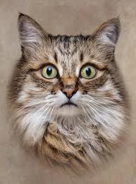 Pixdaus In 2020 Cat Portraits Watercolor Cat Dog Art