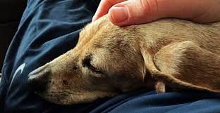 Rezultate imazhesh për korona virusas