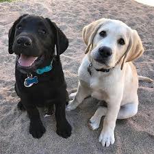 Black And White Labrador Puppy Labrador Puppy Labrador Puppies Or Retriever Puppies Labrador Black Labrador Retriever Temperamen Labrador Retriever Labrador Puppy Labrador Retriever Training