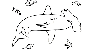 Click the hammerhead shark coloring pages to view printable version or color it online (compatible with ipad and android tablets). Hammerhead Shark Coloring Page Art Starts