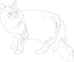 How to draw a bloodhound dog. Maine Coon Drawing Dogs Cats Book
