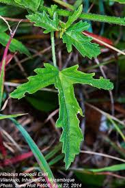 Image result for Hibiscus migeodii