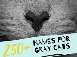 Maybe you should call your kitty brie or colby jack. 250 Best Grey Cat Names Pethelpful By Fellow Animal Lovers And Experts