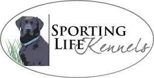 Labrador Retriever Puppies For Sale In Mississippi Breeders List 2022 Pet Keen