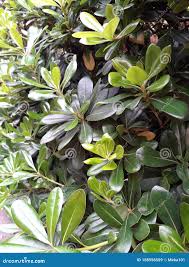 Image result for Pittosporaceae