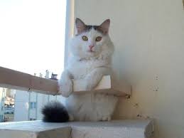 Sumak Profil Sayfasi 89 Petozel Com Kedi Cinsiyet