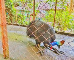 Скачать бесплатно mp3 edisi rumah terbalik taman rusa aceh besar. Objek Wisata Taman Rusa Aceh Besar Steemit