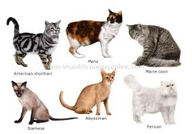 my top collection cat breeds and pictures