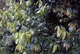 Image result for Lauraceae