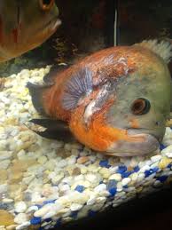 Oscars are a fascinating candidate as a popular south american member of the cichlid family. Oscars My Aquarium Club