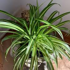 Image result for Chlorophytum minor