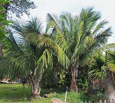 Image result for Arecaceae