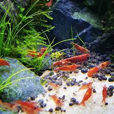 Image May Contain Plant Outdoor Nature Water And Food Regram Via Bwvdc36geee Red Cherry Shrimp Aquarium Fish Betta Fish