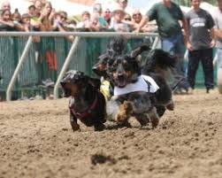 This marks the third year that the wildly popular special event has been expanded to two nights. Henderson Tourist Commission In Henderson We Race More Than Horses
