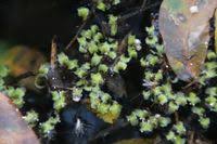 Image result for Wolffiella