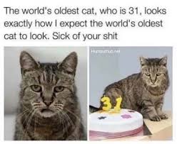 The Worlds Oldest Cat Who Is 31 Humour Hub In 2020 Old Cats Funny Animal Memes Funny Animals