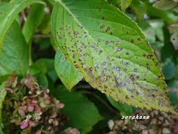 紫陽花を根元からバッサリと切ると自分の中にも別の感情が芽生える