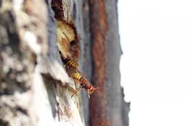 Geflügelte tiere in der wohnung sind lästig, besonders wenn diese stechen können. Hornissen Vertreiben So Schutzen Sie Sich Naturfreundlich