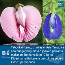 Penggunaan pewarna makanan merupakan cara mudah dan terjangkau untuk mewarnai pakaian sendiri di rumah, baik dengan metode standar maupun ikat celup. Bagi Kertas Yang Kiri Namanya Centrosema Ea Maaf Salah Taro Gambar Bunga Berwarna Biru Keunguan Ini Banyak Tumbuh Liar Di Semak Semak Kawasan Beriklim Tropis Seperti Indonesia Telang Namanya Bentuk Bunganya Unik