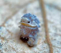 Image result for Callilepis laureola