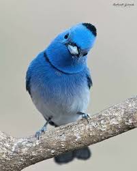 Pin By Sara Herrera On Cardinal Beautiful Birds Bird Photography Bird Pictures