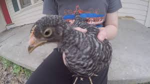Maybe you would like to learn more about one of these? Meet Emily My Daughter S 8 Week Old Plymouth Barred Rock Chicken Youtube