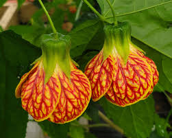 Image result for Abutilon