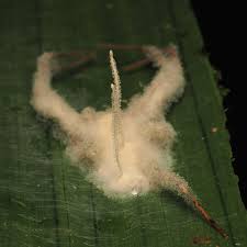 Image result for Sericorema remotiflora