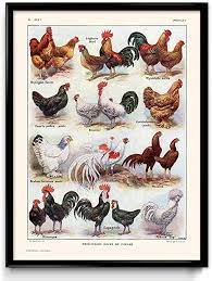 Their music has mixed rock and roll, punk rock, british blues, ska, and new wave. Amazon Com Chickens Hens And Roosters Breeds Vintage Print 1 Rooster Poster Chicken Art Home Decor Home Art Kitchen Art Larousse Vp1020 12 X 16 In Posters Prints
