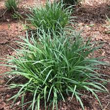 Distinguishing between the species can be difficult, but it's easy to learn some basics about the group. The Sedge Alternative Piedmont Master Gardeners
