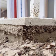 Order a bundled pre purchase building and termite inspection and receive two professionally certified inspectors for the price of one. Termites North Lakes Brisbane Pest Control North Lakes Termites Northside