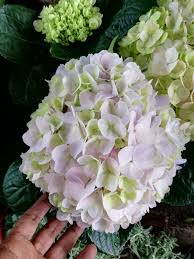 Perfect for the shrub or mixed. Garden Chronicles Hydrangea Macrophylla Mophead Hydrangea