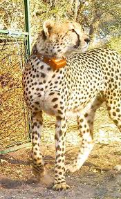Beloved Cheetah Found Shot Dead On Side Of Highway Animals Wild Animals Cheetah