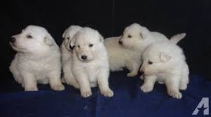 Gentle pets and strong watch dogs, gsds are noble, large, muscular dogs bred for their intelligence and working ability. White German Shepherd Puppies For Sale In California Pets Lovers