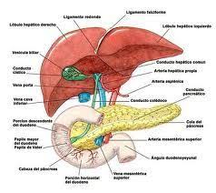 Resultado De Imagen Para Glandulas Anexas Y Sus Funciones Medical Anatomy Medicine Studies Medicine Student